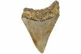 Fossil Megalodon Tooth - North Carolina #202280-1